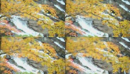 枫叶红了秋季风景高清在线视频素材下载