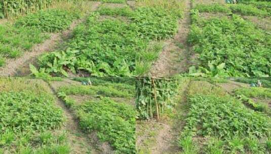 疫情城市农村街道菜园春天绿色植物高清在线视频素材下载