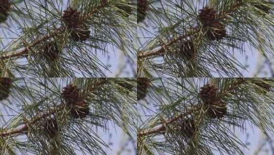 植物松果松塔松针松叶高清在线视频素材下载