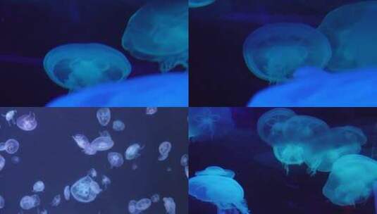 【镜头合集】瘤手水母海底世界深海水母高清在线视频素材下载