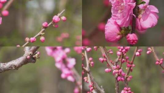 【镜头合集】天气回暖梅花桃花花蕾花苞花高清在线视频素材下载