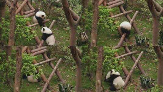 顽皮活波好动的大熊猫幼崽追逐玩耍打闹高清在线视频素材下载