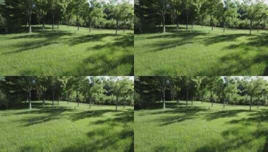 草地树木阳光光影延时摄影高清在线视频素材下载