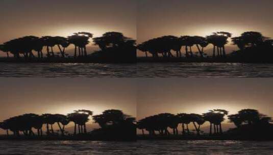 日落或从棕榈树上升起高清在线视频素材下载