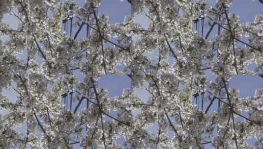春天树木上开出白色小花梨花高清在线视频素材下载