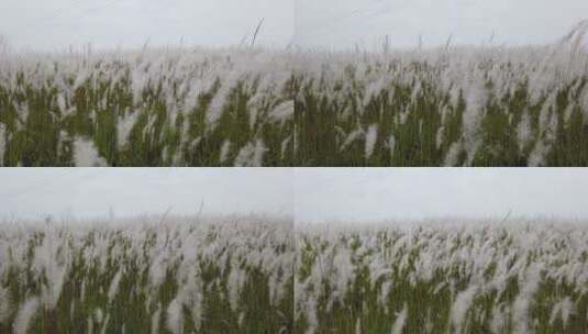 大片的芦苇丝茅草实拍高清在线视频素材下载