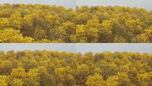 青秀山风铃花高清在线视频素材下载