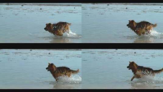 升格小狗在水中跑步甩身上的水花高清在线视频素材下载