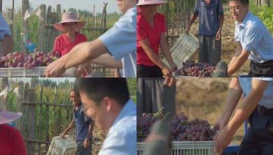 搬运葡萄的果农高清在线视频素材下载