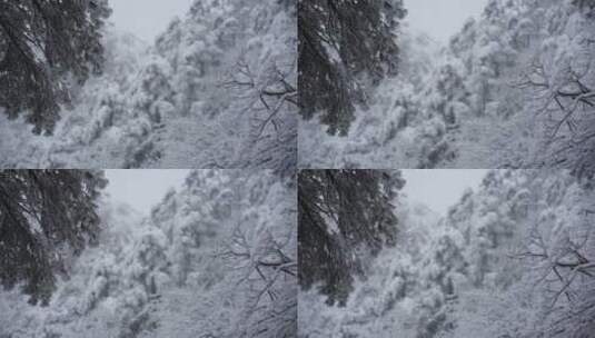 黄山雪景雾凇高清在线视频素材下载