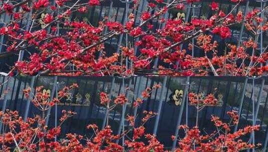盛开的红色木棉花特写高清在线视频素材下载