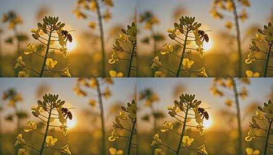 春天日落时分蜜蜂油菜花田采蜜微距高清在线视频素材下载