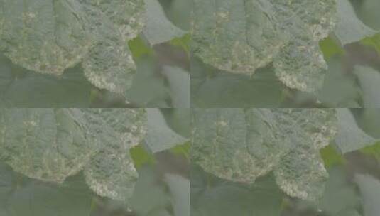 黄瓜生病的叶子LOG高清在线视频素材下载