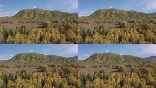 新疆阿勒泰禾木秋天树林乡村田园风光高清在线视频素材下载