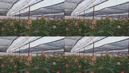 玫瑰花种植基地航拍高清在线视频素材下载