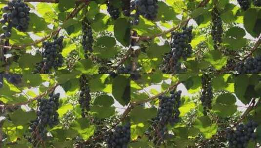 葡萄成熟了高清在线视频素材下载