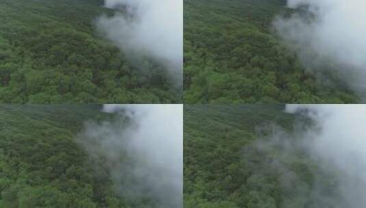 航拍高角度 云雾缭绕飘过灌木丛高清在线视频素材下载
