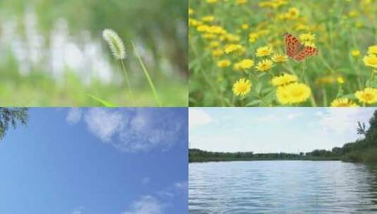 夏天空镜花朵蓝天蜜蜂蝴蝶狗尾巴草高清在线视频素材下载