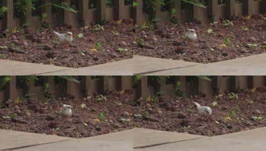 白雀在地上觅食高清在线视频素材下载