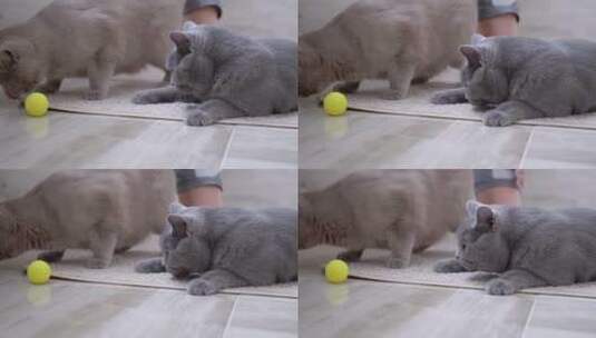 两只英短猫在玩球高清在线视频素材下载