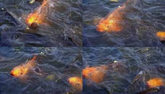 慢动作大鱼在池塘里游泳吃食物高清在线视频素材下载