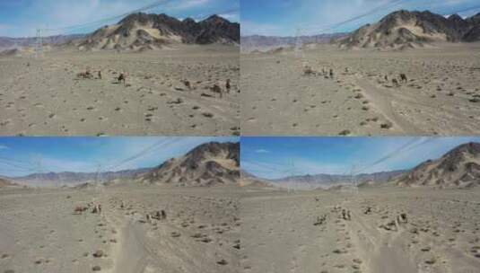 青海省海西州柴达木盆地嗷唠山骆驼航拍高清在线视频素材下载
