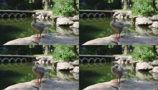 鸭子在岩石上梳理羽毛高清在线视频素材下载