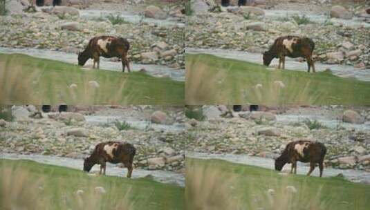 新疆草原天然牧场牛群高清在线视频素材下载