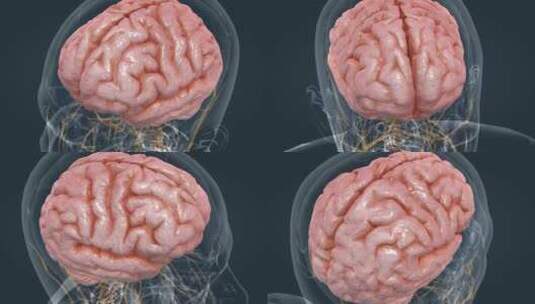 3D人体器官大脑中枢神经系统医疗动画全息高清在线视频素材下载