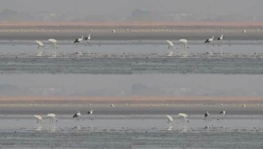 东方白鹳与白鹤在涉水觅食高清在线视频素材下载