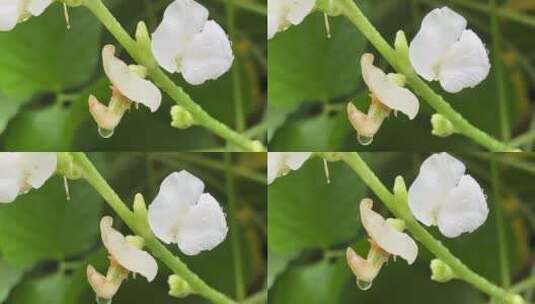 白色花朵高清在线视频素材下载