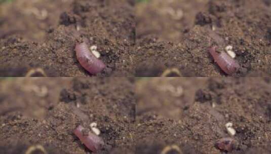 蠕虫在挖洞的特写镜头高清在线视频素材下载