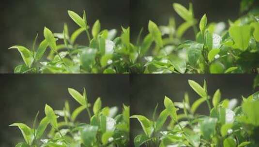 芽头 茶园 古树 茶叶 山景 绿色高清在线视频素材下载