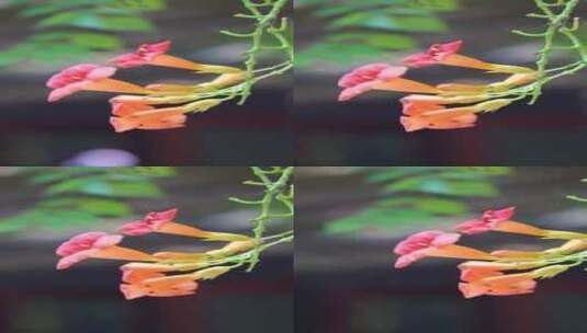 花卉  秋天的花高清在线视频素材下载