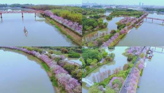 广州海珠湿地紫荆花航拍（二）高清在线视频素材下载