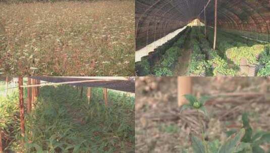 中草药 中草药种植 林下种植 特色药材高清在线视频素材下载