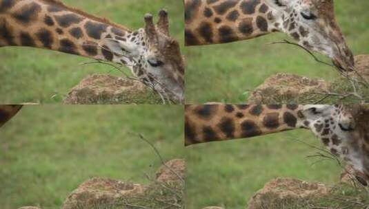 长颈鹿吃高清在线视频素材下载