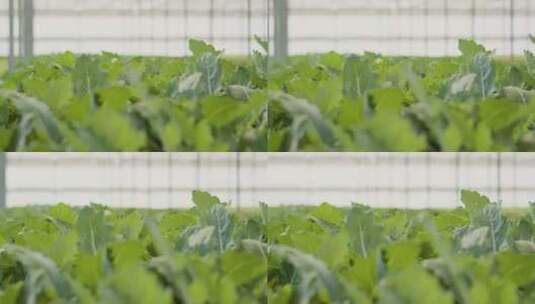 蔬菜种植基地高清在线视频素材下载