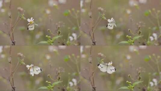 蝴蝶在花丛中翩翩起舞高清在线视频素材下载