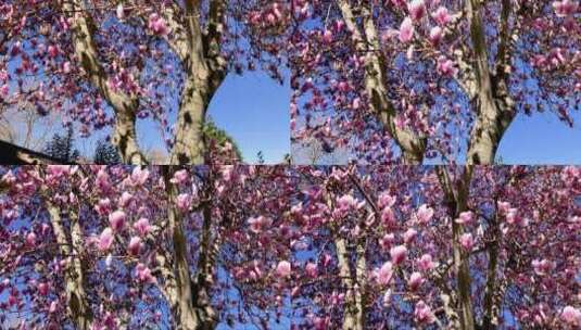 蓝天映衬下的粉色花朵高清在线视频素材下载