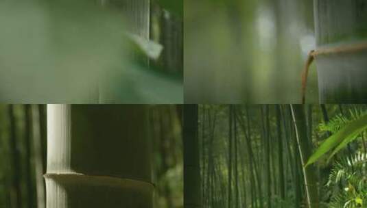 竹林竹节拍摄高清在线视频素材下载