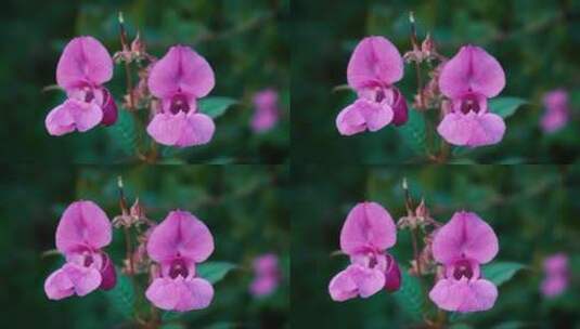 随风摇曳的粉色花朵高清在线视频素材下载