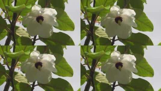 盛开在阳光下的白色花朵高清在线视频素材下载