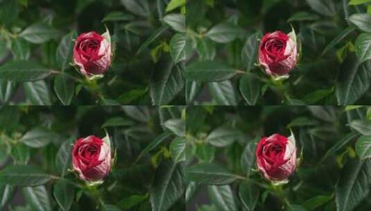 阿布拉达布拉玫瑰花蕾高清在线视频素材下载