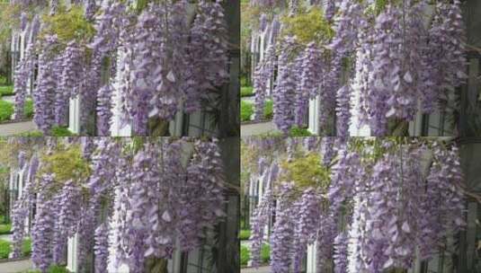 紫藤花在春天绽放高清在线视频素材下载