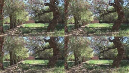 花园中的弯曲树高清在线视频素材下载