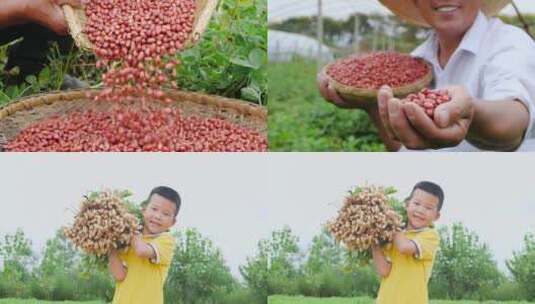 花生种植基地高清在线视频素材下载