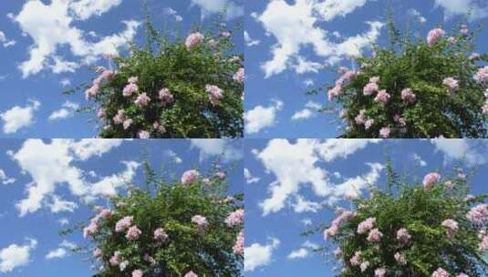 花朵鲜花三角梅花园公园高清在线视频素材下载
