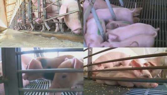 食品农场养猪场养殖业农业发展高清在线视频素材下载