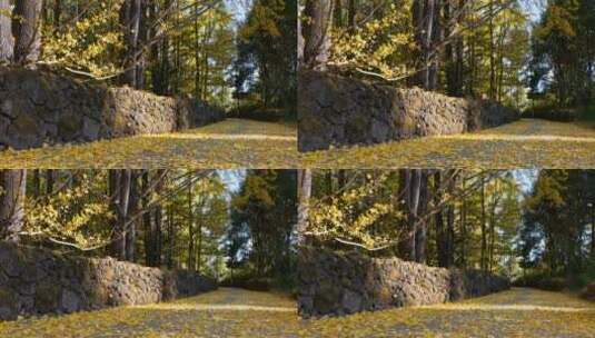 秋天乡村道路上的金黄落叶高清在线视频素材下载
